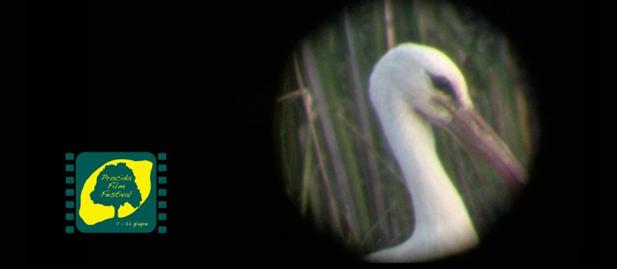 VOLTURNO al Procida Film Festival